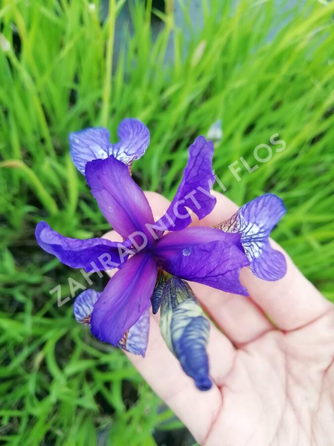 Kosatec sibiřský - Iris sibirica