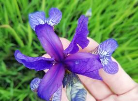 Kosatec sibiřský - Iris sibirica