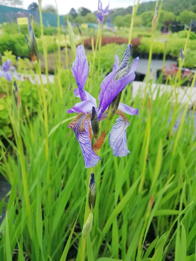 Kosatec sibiřský - Iris sibirica