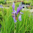 Kosatec sibiřský - Iris sibirica