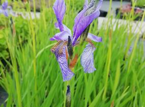 Kosatec sibiřský - Iris sibirica