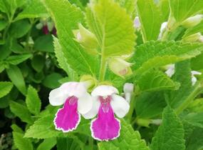 Medovník meduňkolistý 'Royal Velvet Distinction' - Melittis melissophyllum 'Royal Velvet Distinction'