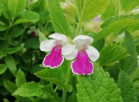 Medovník meduňkolistý 'Royal Velvet Distinction' - Melittis melissophyllum 'Royal Velvet Distinction'