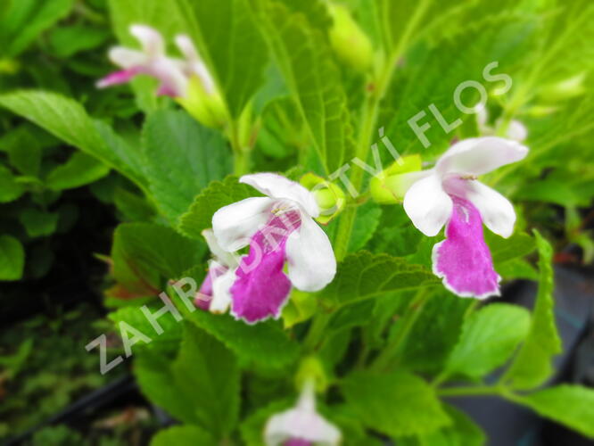 Medovník meduňkolistý 'Royal Velvet Distinction' - Melittis melissophyllum 'Royal Velvet Distinction'