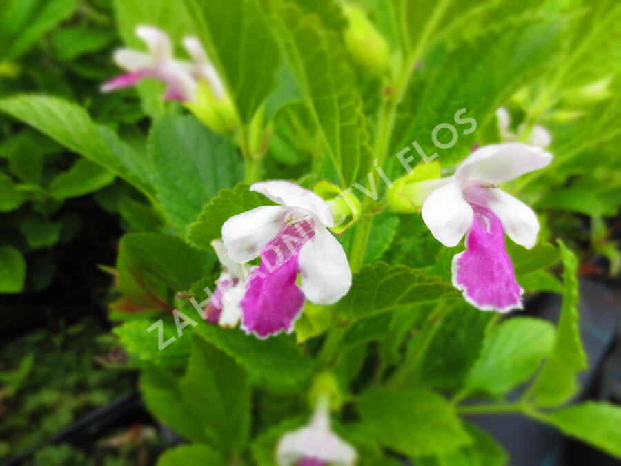 Medovník meduňkolistý 'Royal Velvet Distinction' - Melittis melissophyllum 'Royal Velvet Distinction'