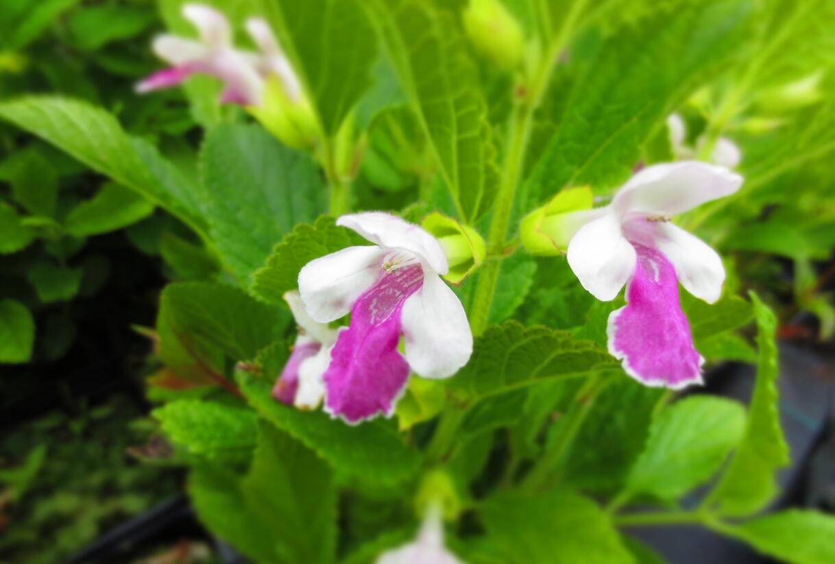 Medovník meduňkolistý 'Royal Velvet Distinction' - Melittis melissophyllum 'Royal Velvet Distinction'