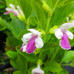 Medovník meduňkolistý 'Royal Velvet Distinction' - Melittis melissophyllum 'Royal Velvet Distinction'