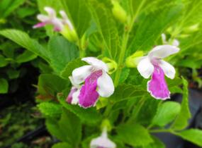 Medovník meduňkolistý 'Royal Velvet Distinction' - Melittis melissophyllum 'Royal Velvet Distinction'