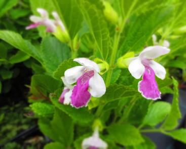 Medovník meduňkolistý 'Royal Velvet Distinction'