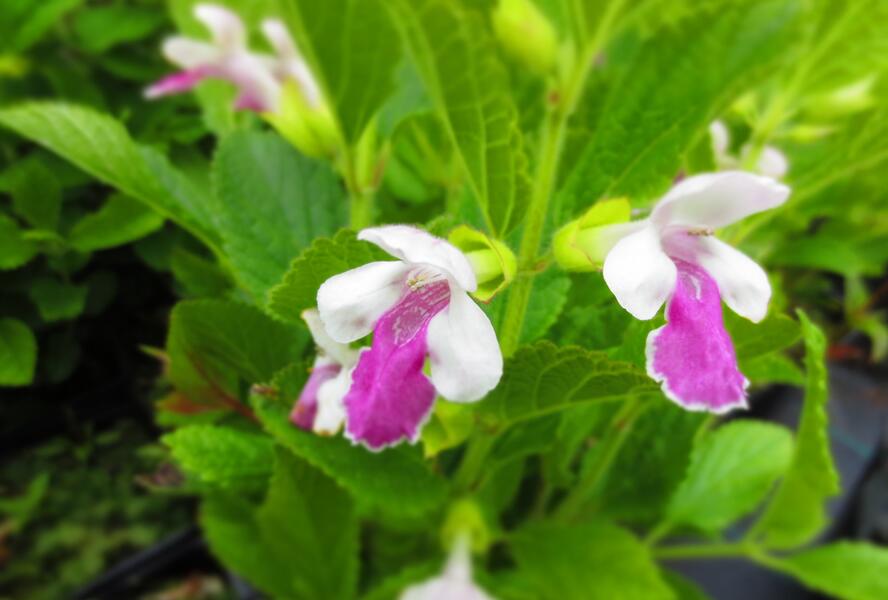 Medovník meduňkolistý 'Royal Velvet Distinction' - Melittis melissophyllum 'Royal Velvet Distinction'