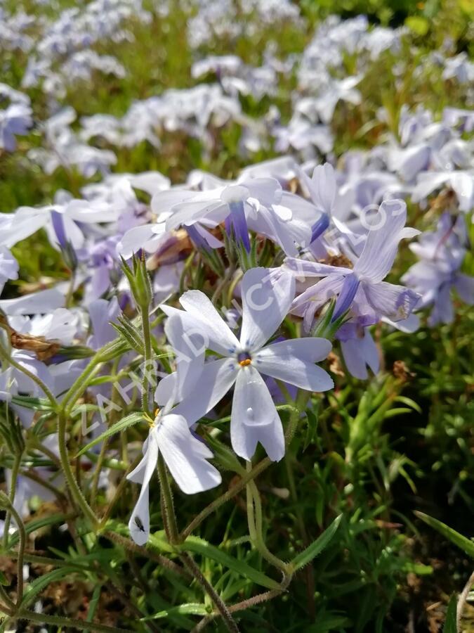 Plamenka šídlovitá 'Oakington Blue Eyes' - Phlox subulata 'Oakington Blue Eyes'