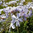 Plamenka šídlovitá 'Oakington Blue Eyes' - Phlox subulata 'Oakington Blue Eyes'