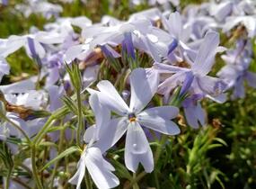 Plamenka šídlovitá 'Oakington Blue Eyes' - Phlox subulata 'Oakington Blue Eyes'