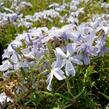 Plamenka šídlovitá 'Oakington Blue Eyes' - Phlox subulata 'Oakington Blue Eyes'