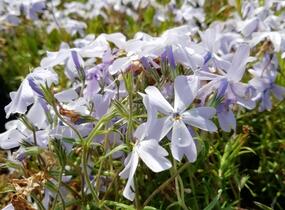Plamenka šídlovitá 'Oakington Blue Eyes' - Phlox subulata 'Oakington Blue Eyes'
