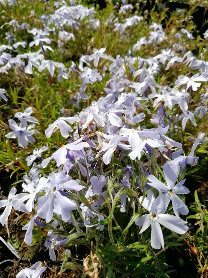 Plamenka šídlovitá 'Oakington Blue Eyes' - Phlox subulata 'Oakington Blue Eyes'