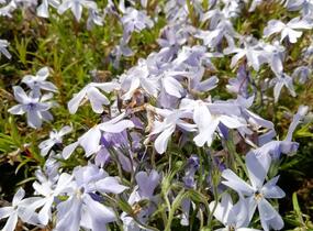 Plamenka šídlovitá 'Oakington Blue Eyes' - Phlox subulata 'Oakington Blue Eyes'