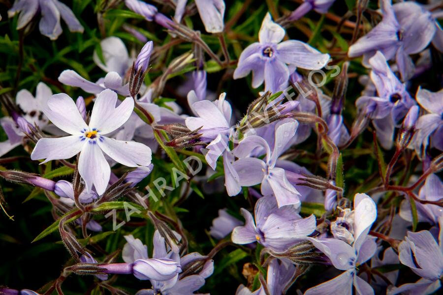 Plamenka šídlovitá 'Oakington Blue Eyes' - Phlox subulata 'Oakington Blue Eyes'