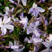 Plamenka šídlovitá 'Oakington Blue Eyes' - Phlox subulata 'Oakington Blue Eyes'