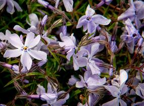 Plamenka šídlovitá 'Oakington Blue Eyes' - Phlox subulata 'Oakington Blue Eyes'