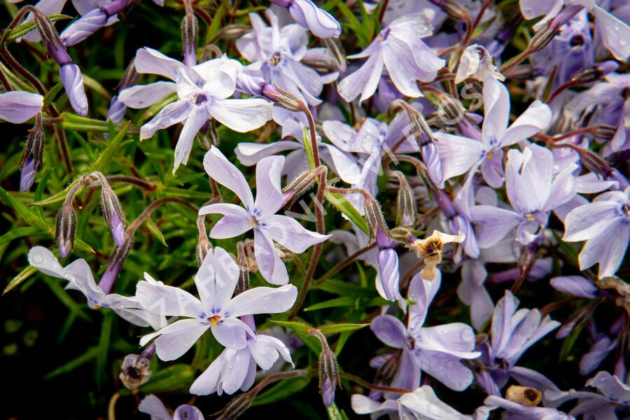 Plamenka šídlovitá 'Oakington Blue Eyes' - Phlox subulata 'Oakington Blue Eyes'