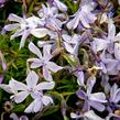 Plamenka šídlovitá 'Oakington Blue Eyes' - Phlox subulata 'Oakington Blue Eyes'