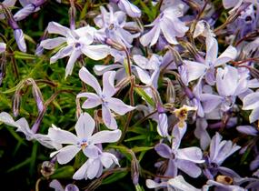Plamenka šídlovitá 'Oakington Blue Eyes' - Phlox subulata 'Oakington Blue Eyes'