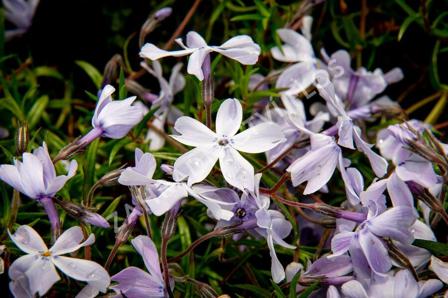Plamenka šídlovitá 'Oakington Blue Eyes' - Phlox subulata 'Oakington Blue Eyes'