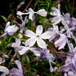 Plamenka šídlovitá 'Oakington Blue Eyes' - Phlox subulata 'Oakington Blue Eyes'