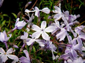 Plamenka šídlovitá 'Oakington Blue Eyes' - Phlox subulata 'Oakington Blue Eyes'