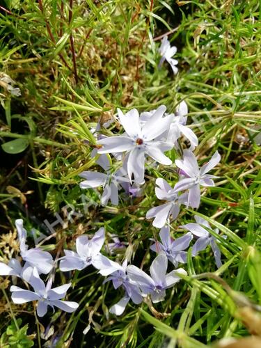 Plamenka šídlovitá 'Oakington Blue Eyes' - Phlox subulata 'Oakington Blue Eyes'