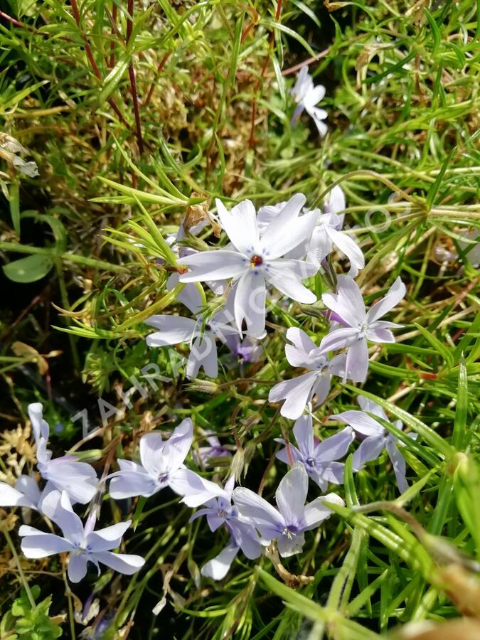 Plamenka šídlovitá 'Oakington Blue Eyes' - Phlox subulata 'Oakington Blue Eyes'