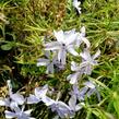 Plamenka šídlovitá 'Oakington Blue Eyes' - Phlox subulata 'Oakington Blue Eyes'