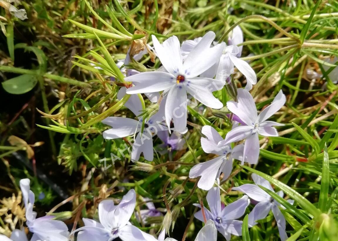 Plamenka šídlovitá 'Oakington Blue Eyes' - Phlox subulata 'Oakington Blue Eyes'