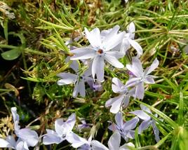Plamenka šídlovitá 'Oakington Blue Eyes'