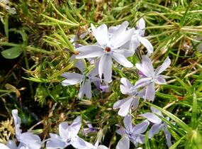 Plamenka šídlovitá 'Oakington Blue Eyes' - Phlox subulata 'Oakington Blue Eyes'