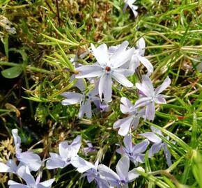 Plamenka šídlovitá 'Oakington Blue Eyes' - Phlox subulata 'Oakington Blue Eyes'