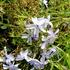 plamenka-sidlovita-oakington-blue-eyes.jpg