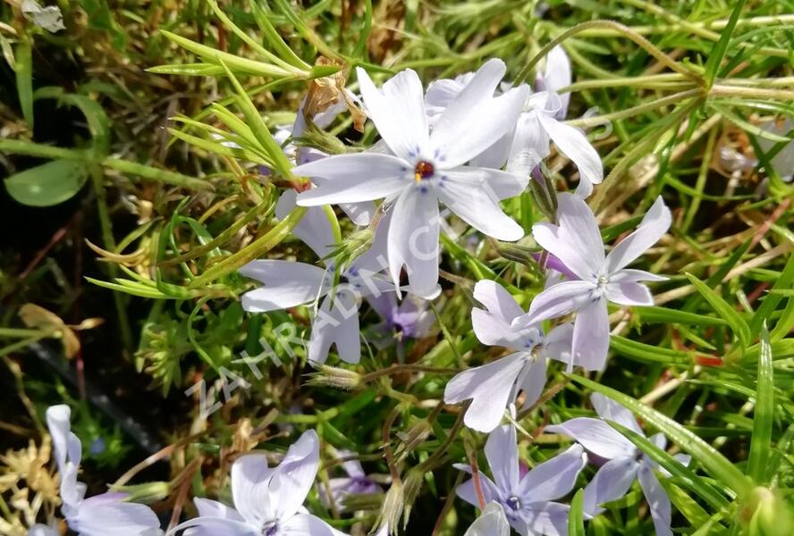 Plamenka šídlovitá 'Oakington Blue Eyes' - Phlox subulata 'Oakington Blue Eyes'