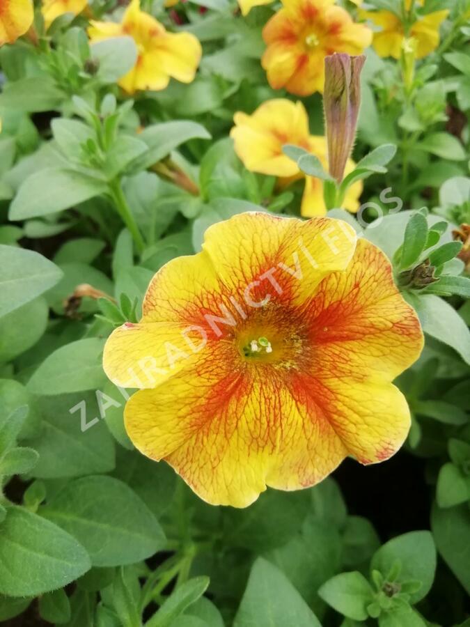 Petúnie 'Petchoa BeautiCal Caramel Yellow' - Petunia hybrida 'Petchoa BeautiCal Caramel Yellow'