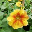 Petúnie 'Petchoa BeautiCal Caramel Yellow' - Petunia hybrida 'Petchoa BeautiCal Caramel Yellow'