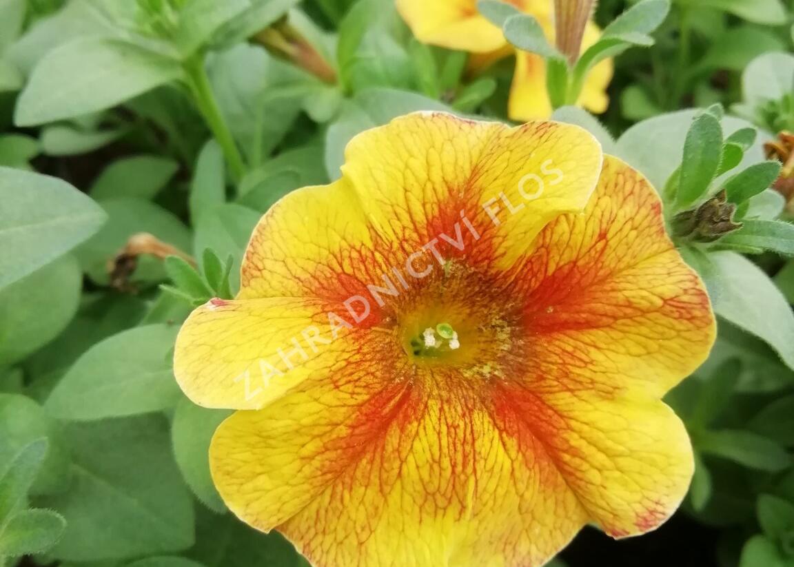 Petúnie 'Petchoa BeautiCal Caramel Yellow' - Petunia hybrida 'Petchoa BeautiCal Caramel Yellow'