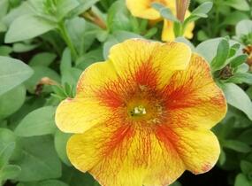 Petúnie 'Petchoa BeautiCal Caramel Yellow' - Petunia hybrida 'Petchoa BeautiCal Caramel Yellow'