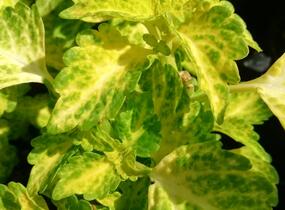 Pochvatec, Pokojová kopřiva 'River Walk' - Coleus blumei 'River Walk'
