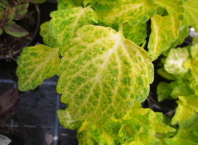 Pochvatec, Pokojová kopřiva 'River Walk' - Coleus blumei 'River Walk'
