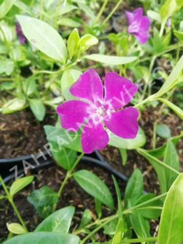 Barvínek menší 'Rubra' - Vinca minor 'Rubra'