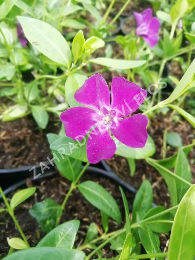 Barvínek menší 'Rubra' - Vinca minor 'Rubra'