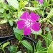 Barvínek menší 'Rubra' - Vinca minor 'Rubra'