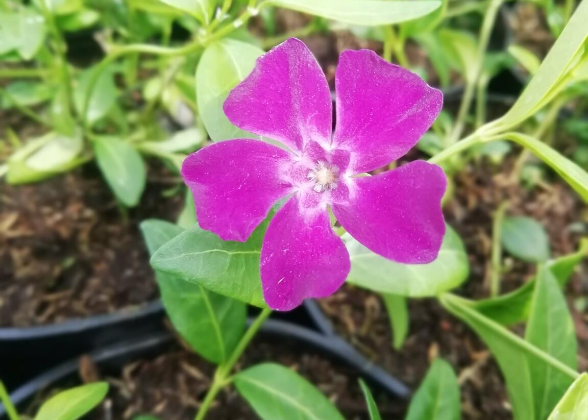 Barvínek menší 'Rubra' - Vinca minor 'Rubra'