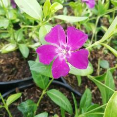 Barvínek menší 'Rubra' - Vinca minor 'Rubra'